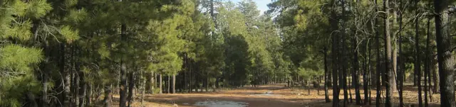 Black Canyon Rim Campground (Apache-Sitgreaves National Forest, AZ), Arizona