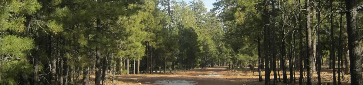 Black Canyon Rim Campground (Apache-Sitgreaves National Forest, AZ) in Apache-Sitgreaves National Forest, Arizona